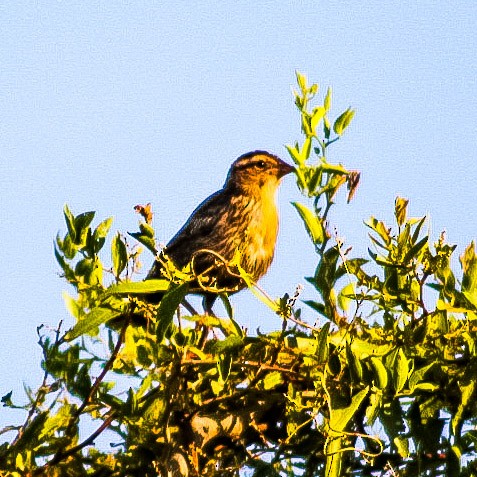 White-browed Meadowlark - ML403293241