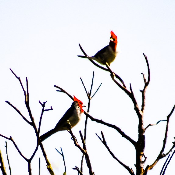 Red-crested Cardinal - Adrian Farias