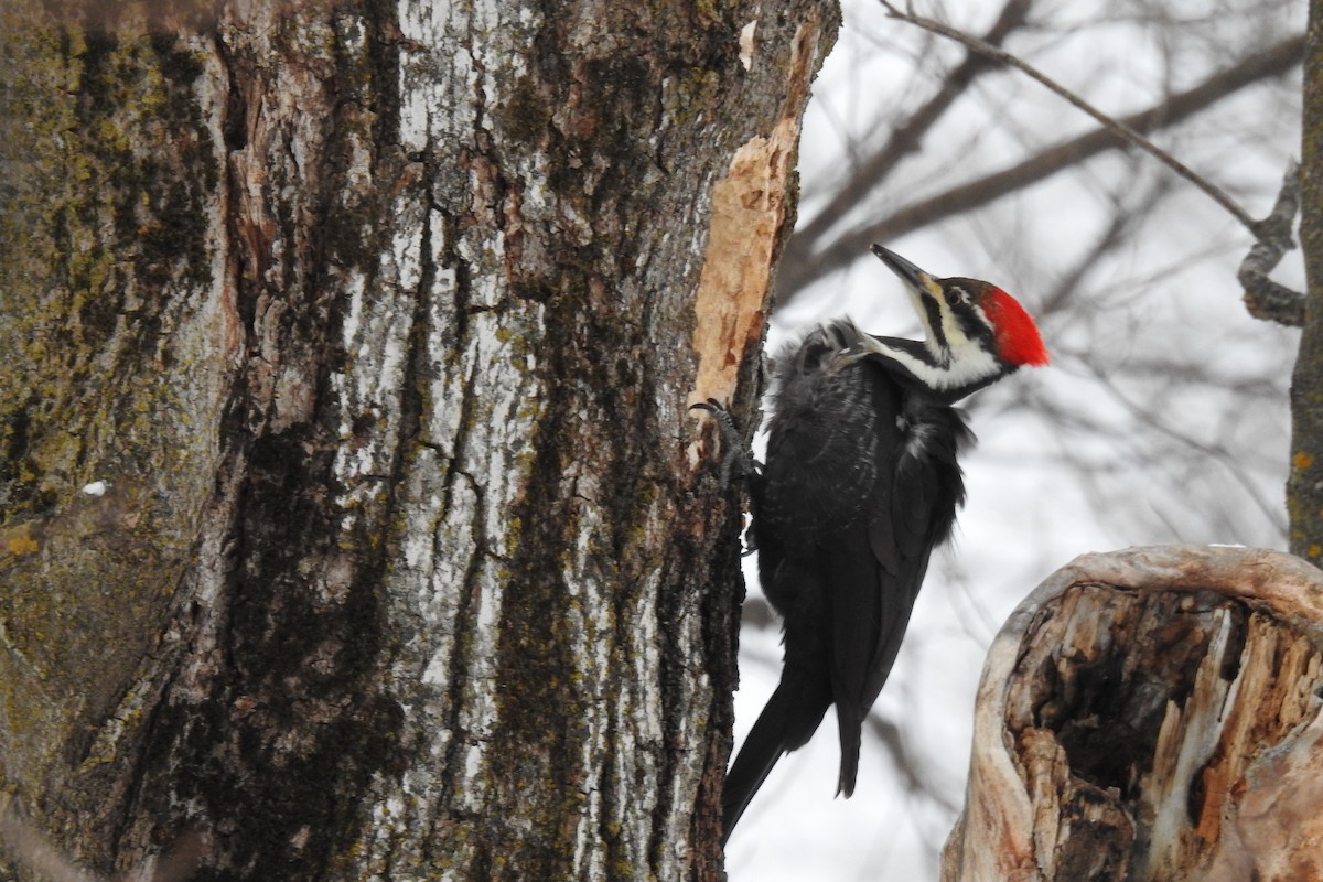 Pileated Woodpecker - Eric Charron