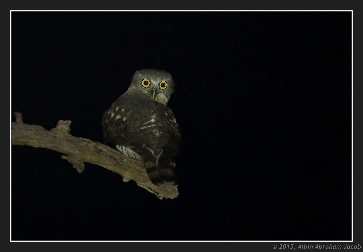 Brown Boobook - ML403294121