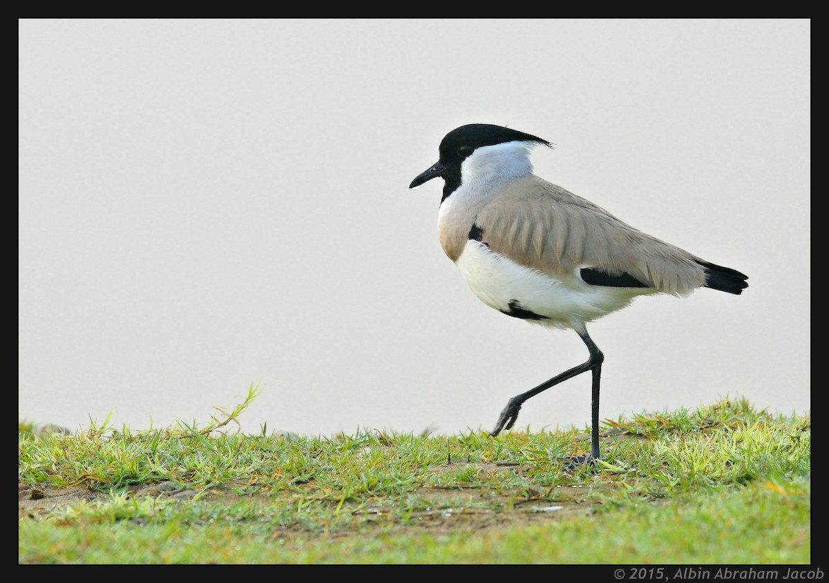 River Lapwing - ML403294321