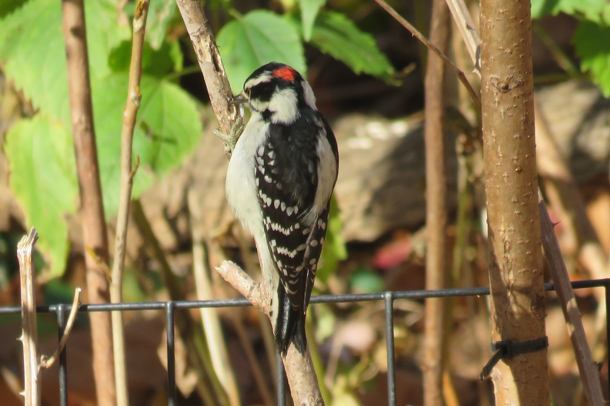 Downy Woodpecker - Sandy Morrissey