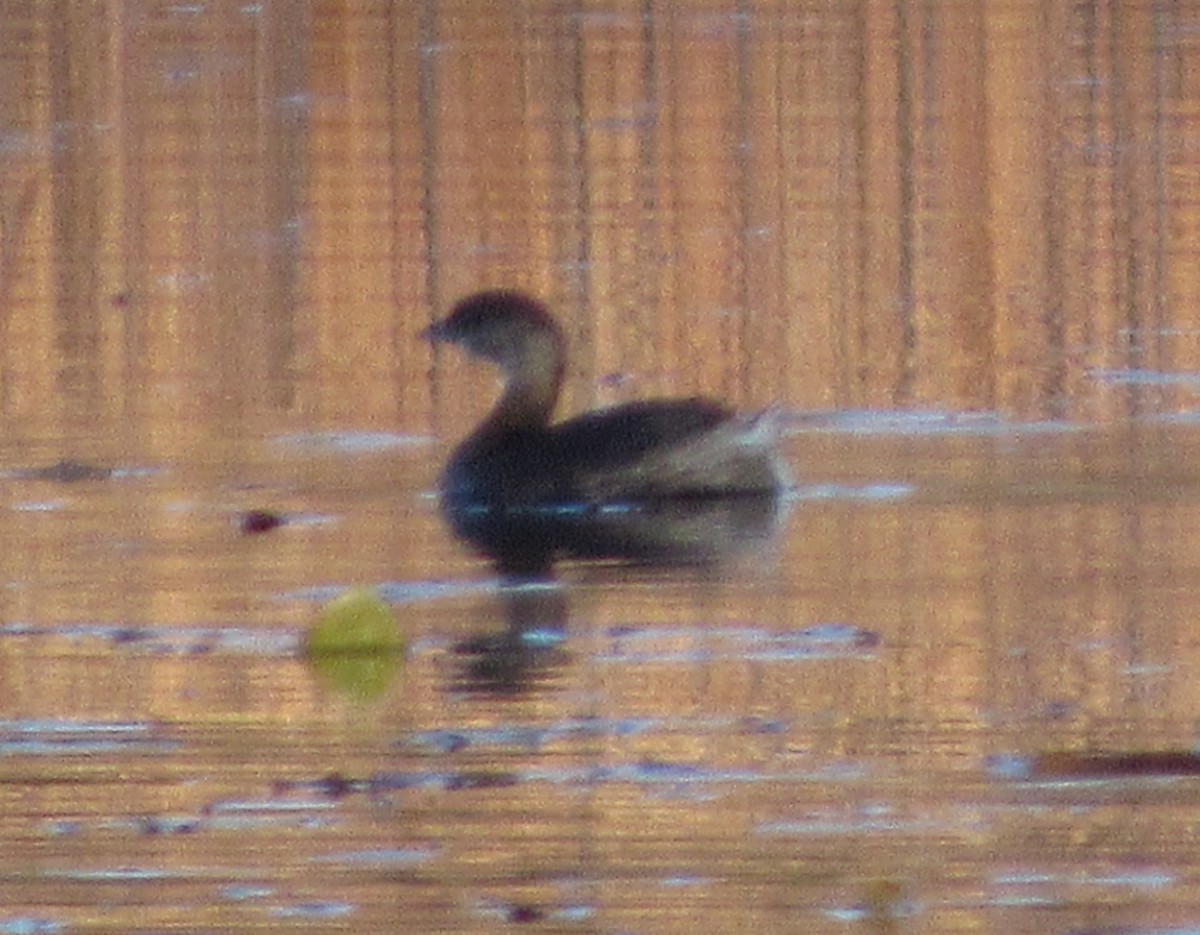 Pied-billed Grebe - Dan Cimbaro