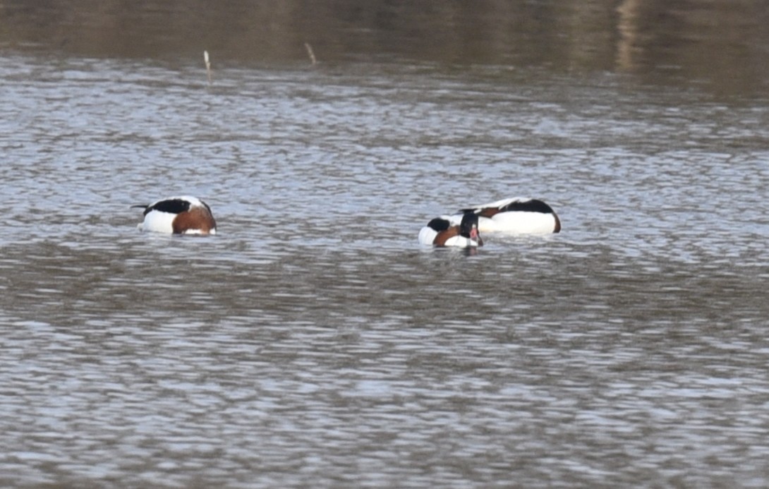 Common Shelduck - ML403297731