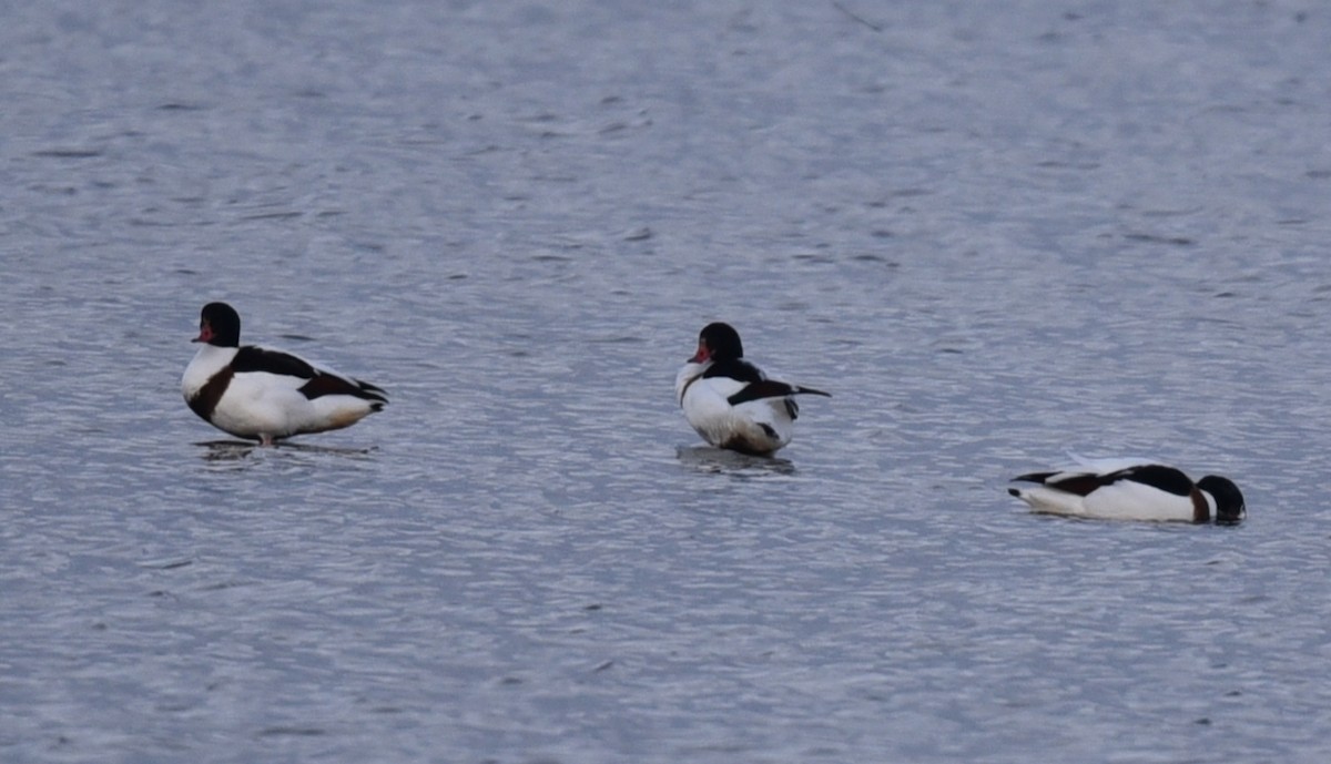 Common Shelduck - ML403299251