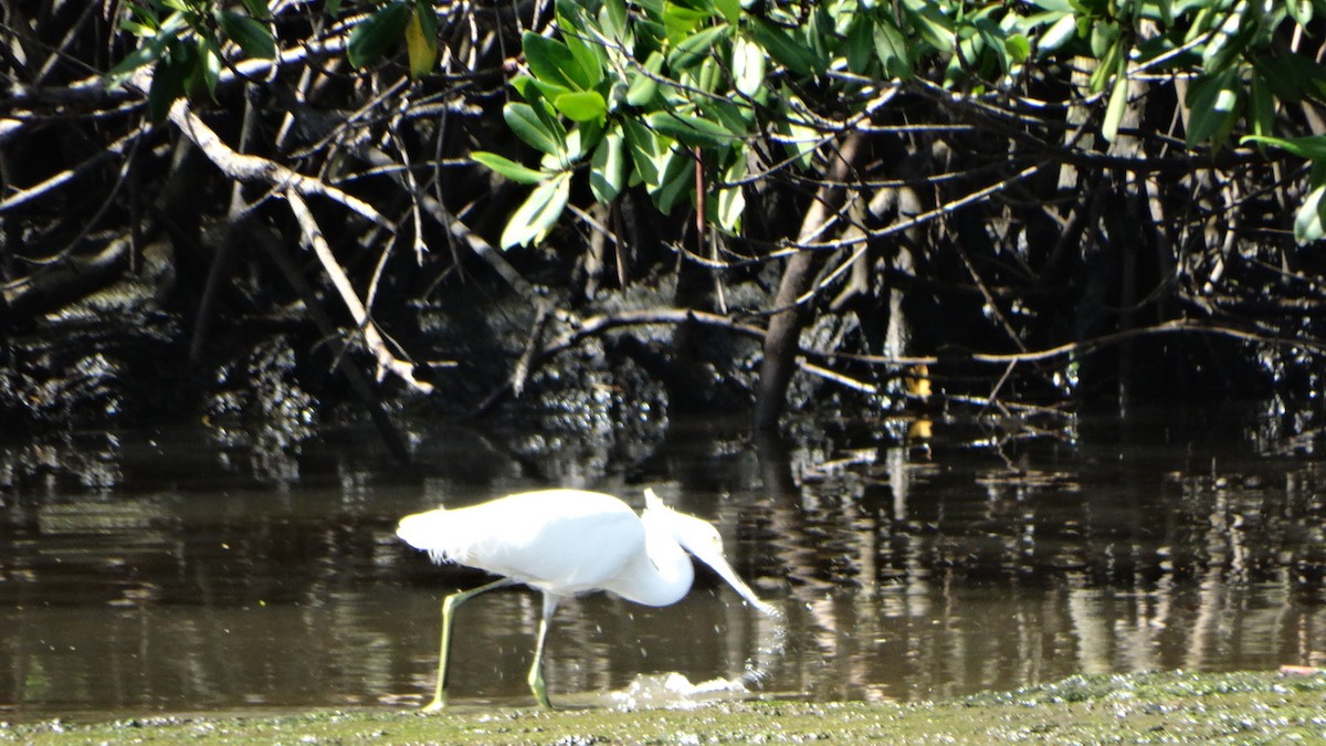 Snowy Egret - ML403299341