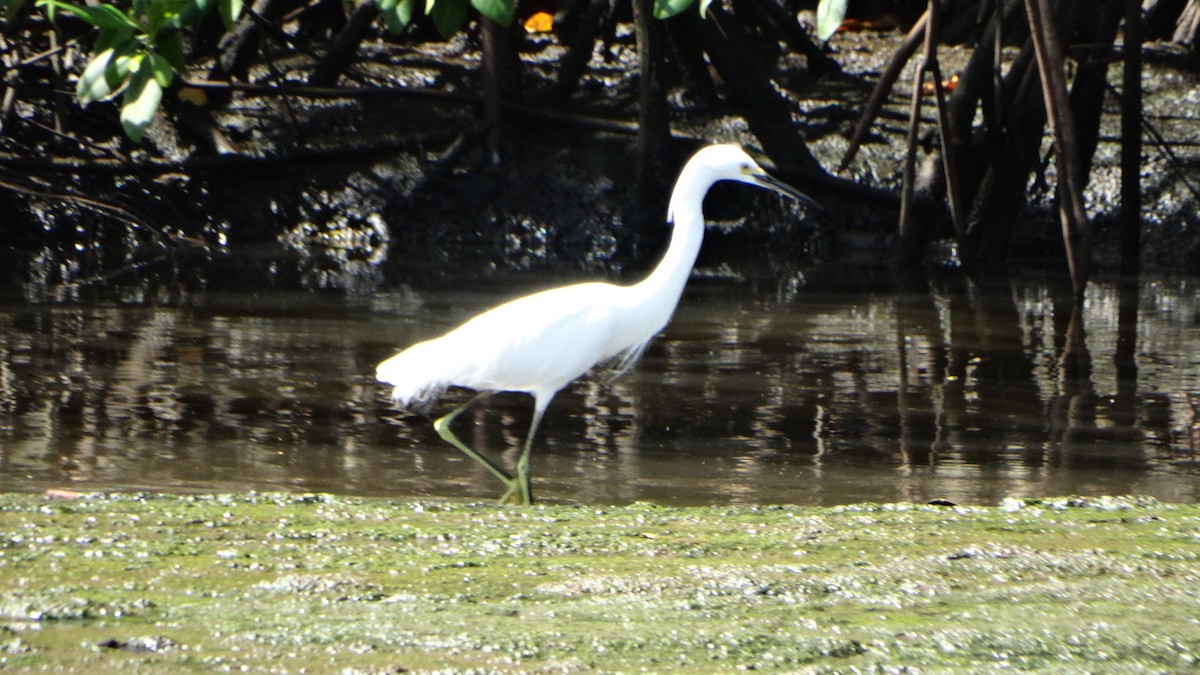 Snowy Egret - ML403299351