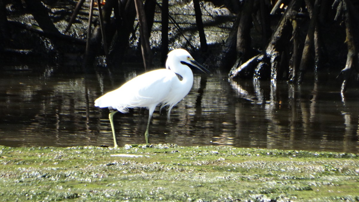 Snowy Egret - Kenrith Carter