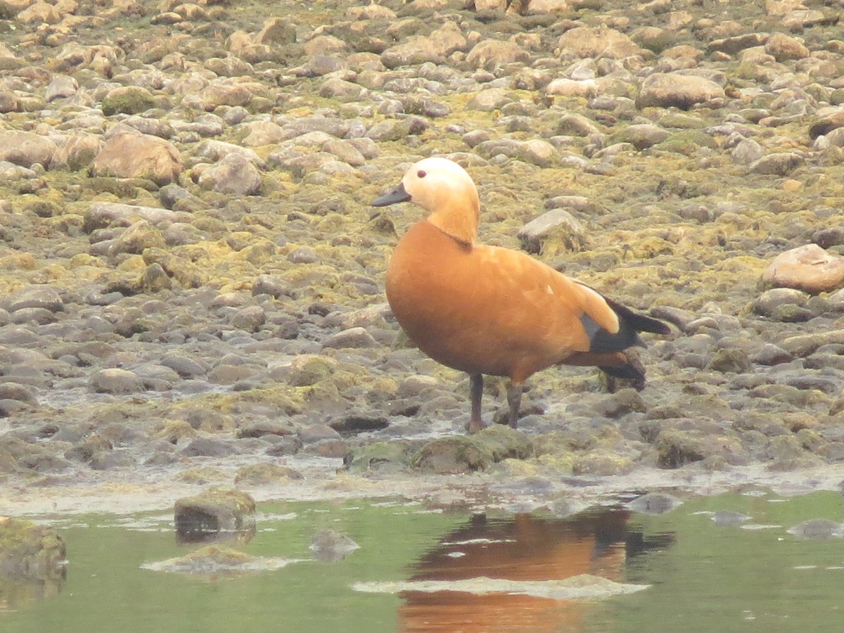 Ruddy Shelduck - ML40330041