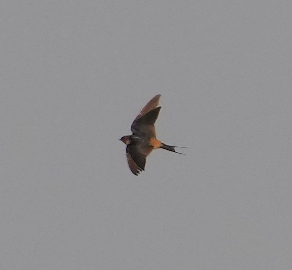 Eastern Red-rumped Swallow (Daurian) - ML403301111
