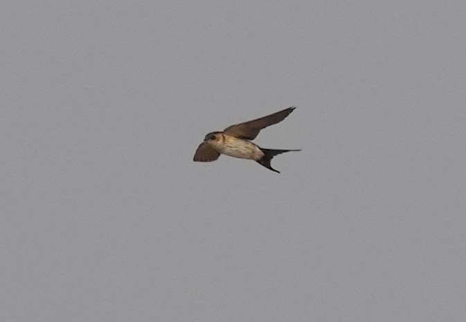Eastern Red-rumped Swallow (Daurian) - ML403301131