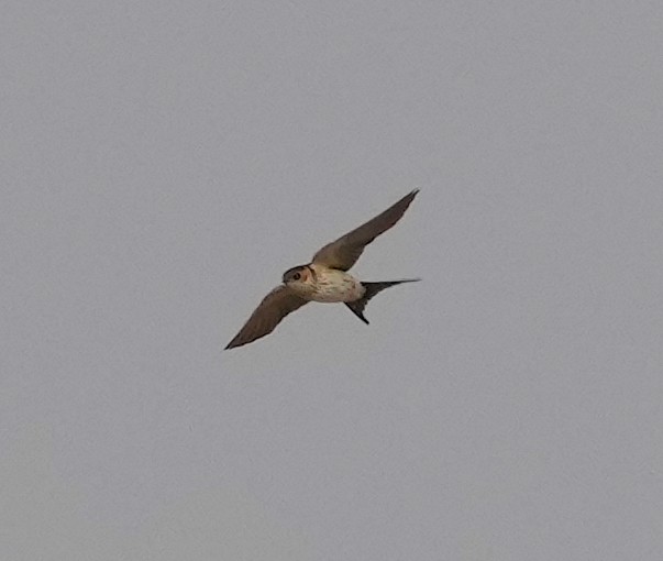 Eastern Red-rumped Swallow (Daurian) - ML403301161
