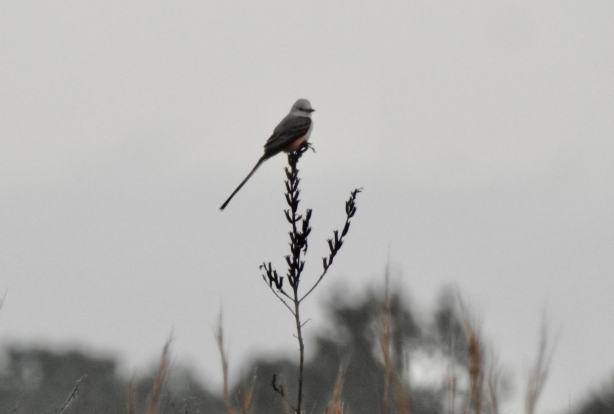 Scissor-tailed Flycatcher - ML403301211