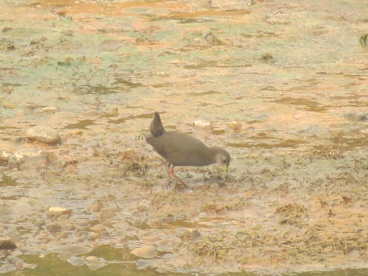 Brown Crake - ML40330221