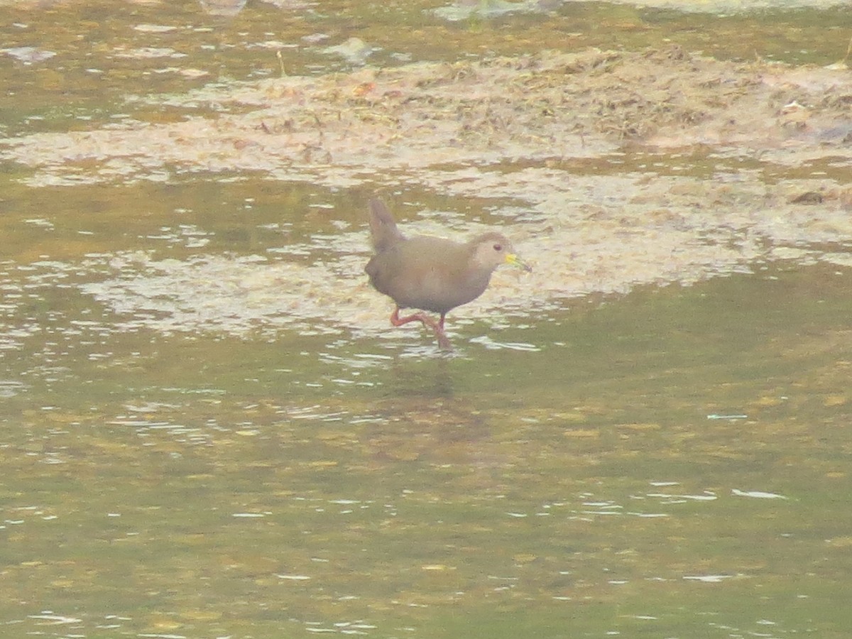 Brown Crake - ML40330231