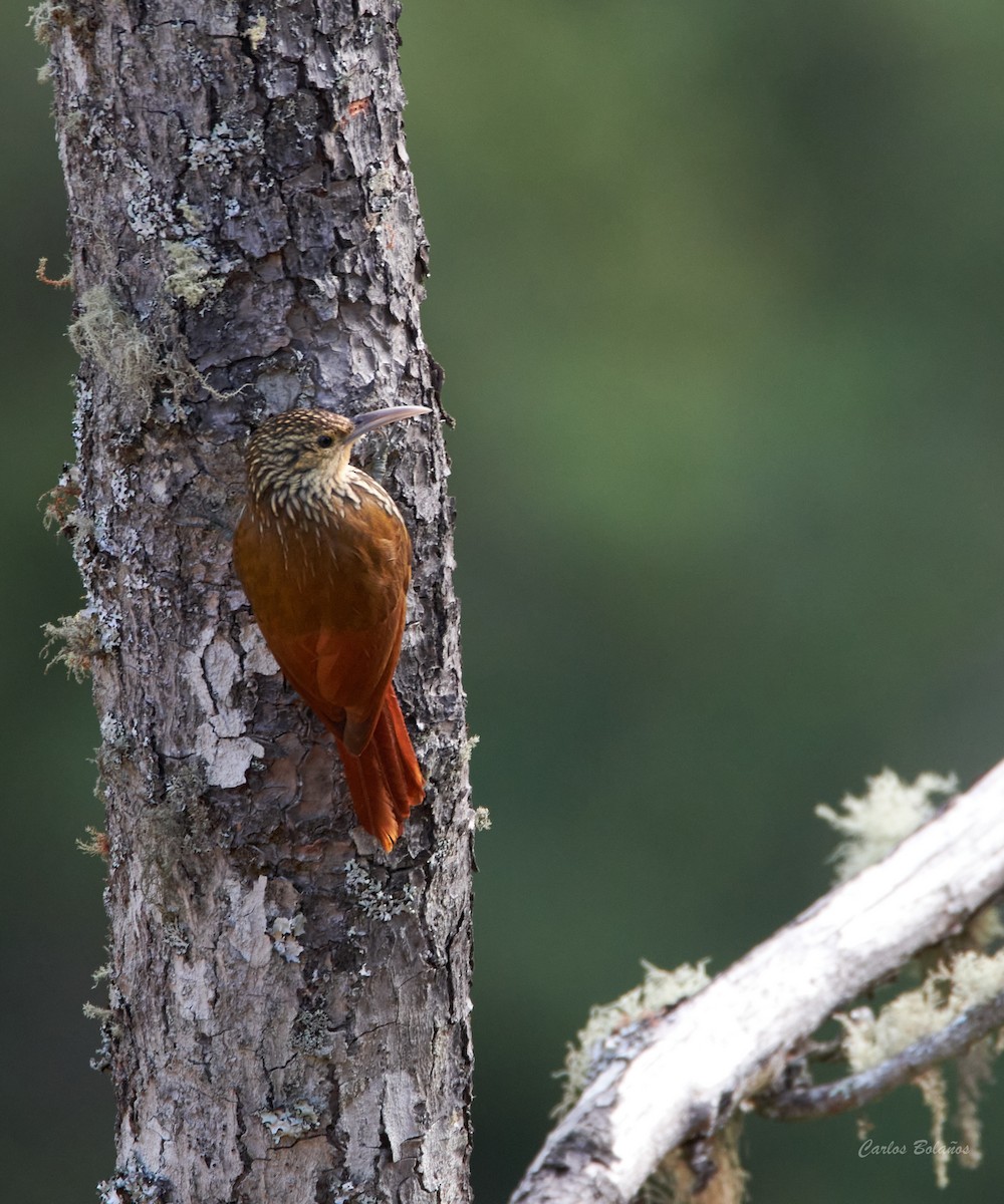 Spot-crowned Woodcreeper - ML403303181