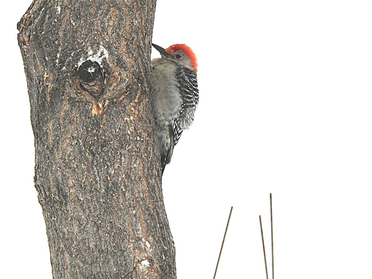 Red-bellied Woodpecker - ML403303851