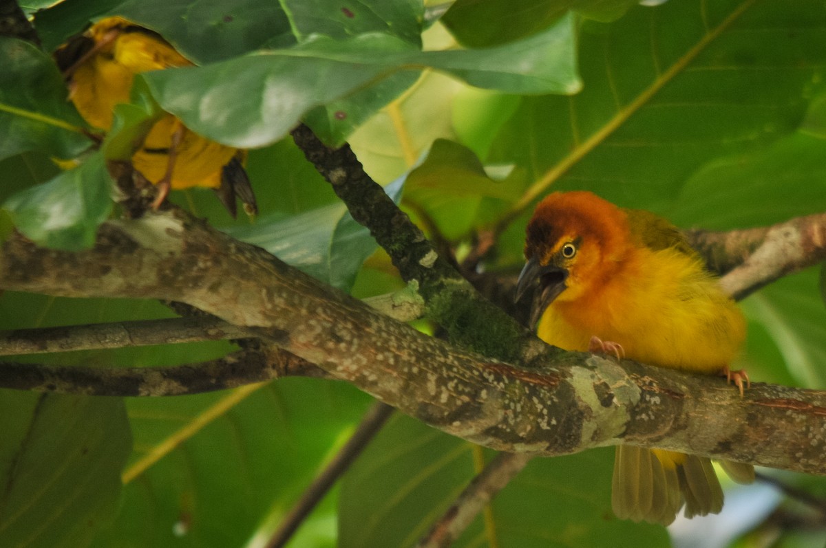 Principe Golden-Weaver - Augusto Faustino