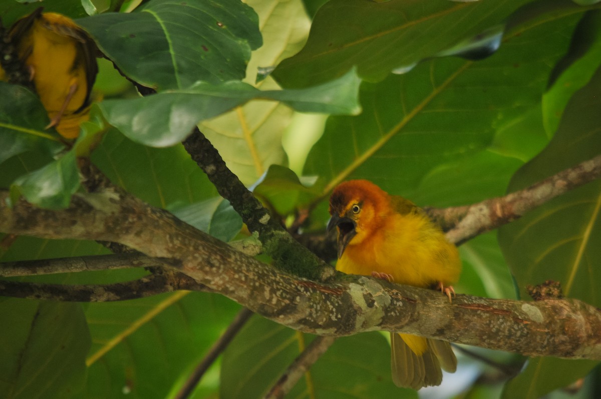 Principe Golden-Weaver - Augusto Faustino