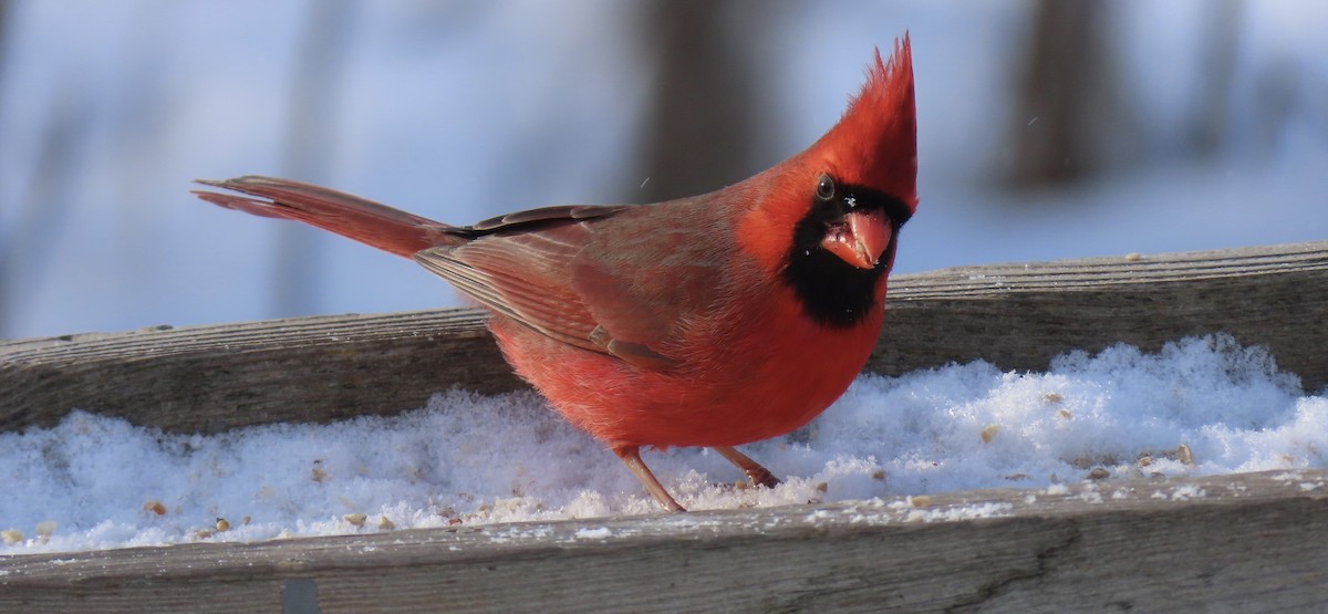 Cardinal rouge (groupe cardinalis) - ML403307041