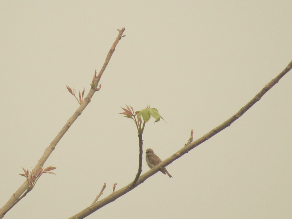 Yellow-throated Sparrow - ML40330881