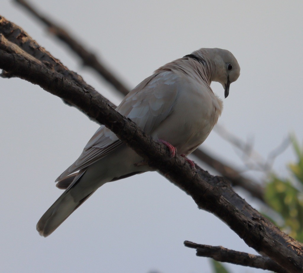 African Collared-Dove - ML403309181
