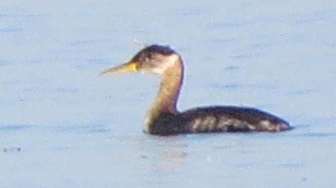 Red-necked Grebe - ML40331211