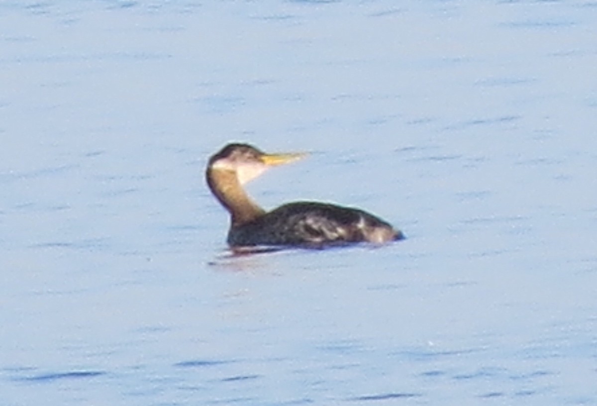 Red-necked Grebe - ML40331221
