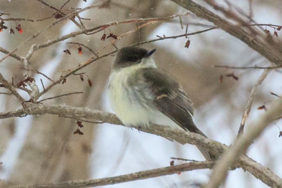 Eastern Phoebe - Chris Caprette