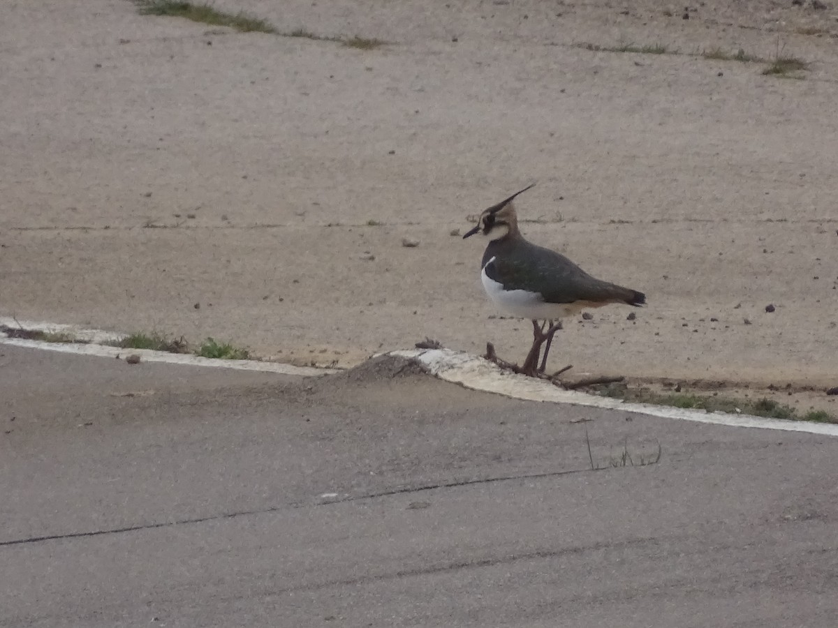 Northern Lapwing - Arnau Rivera Lopez