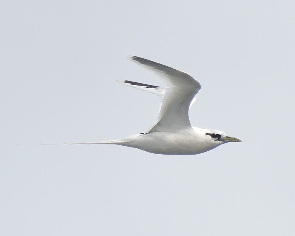 White-tailed Tropicbird - ML403314811