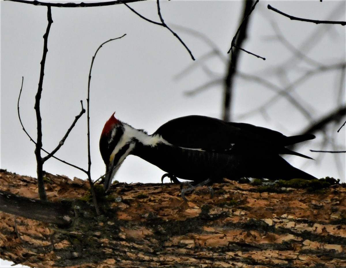 Pileated Woodpecker - ML403315051