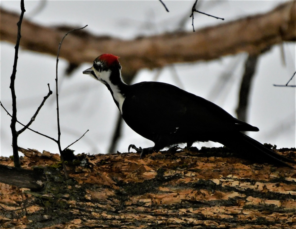 Pileated Woodpecker - ML403315061