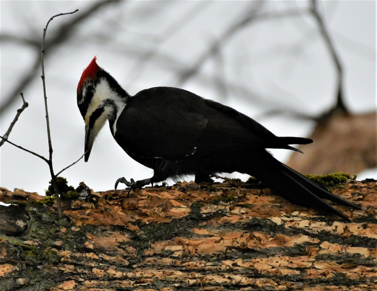Pileated Woodpecker - ML403315081