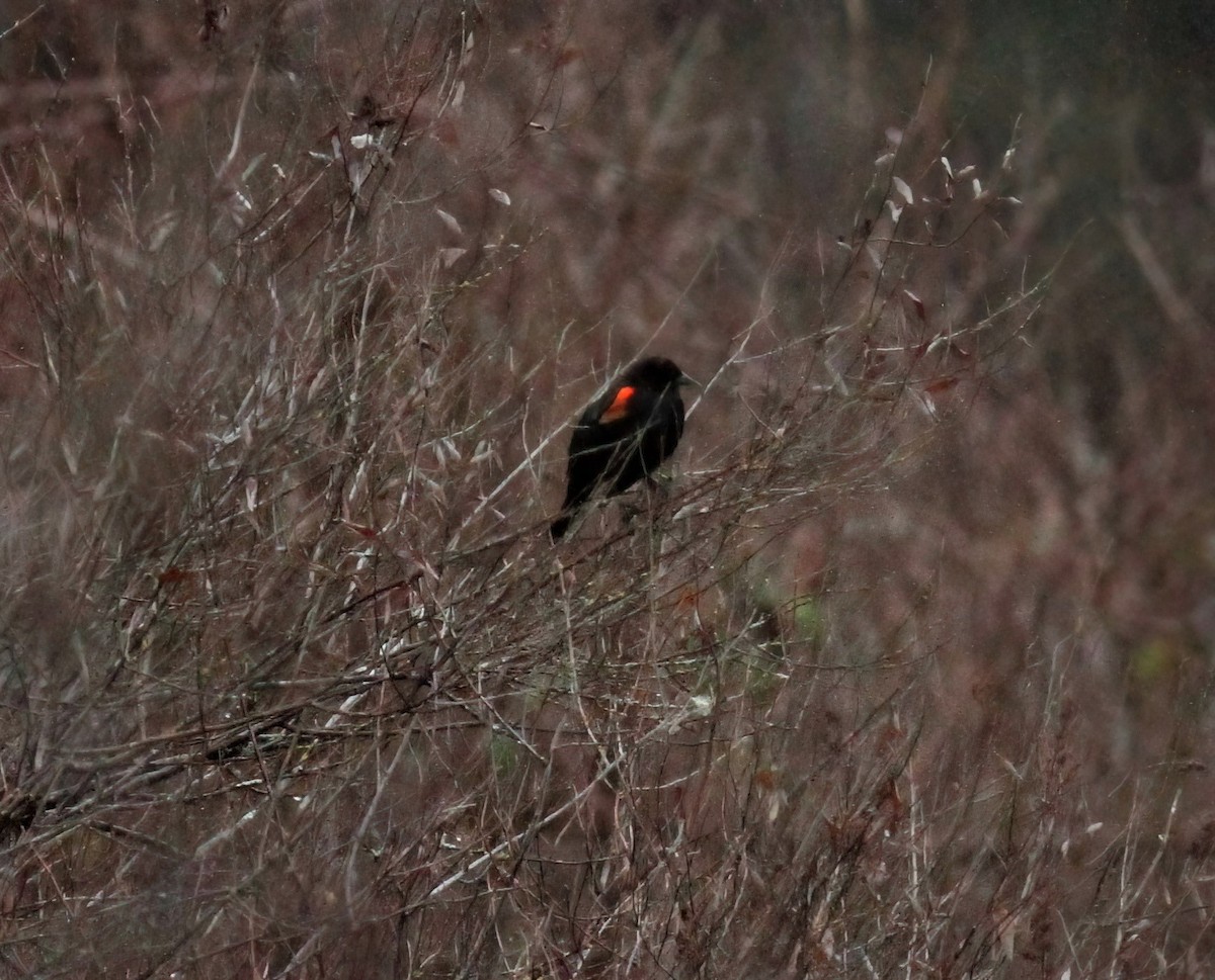 Red-winged Blackbird - ML403315271