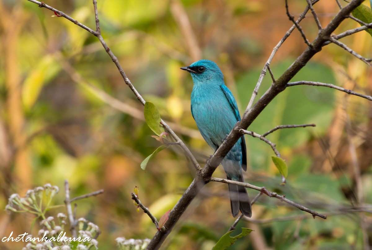 Verditer Flycatcher - ML403315431
