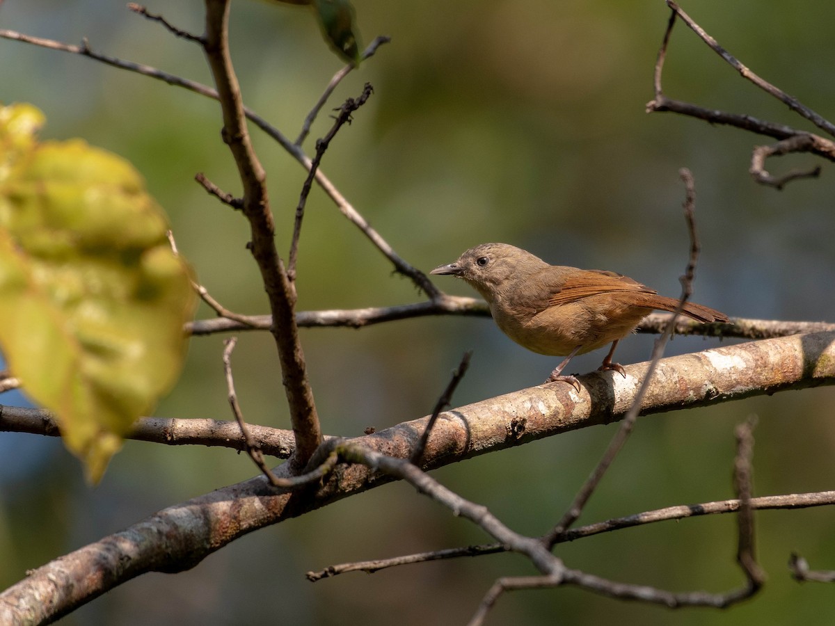 Brown-cheeked Fulvetta - ML403315621