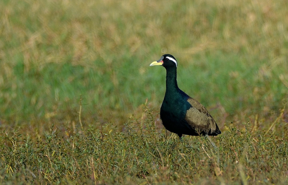 Bronze-winged Jacana - Bhaskar pandeti