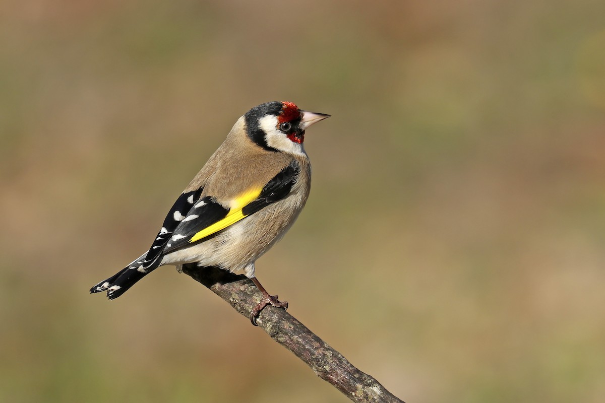 European Goldfinch - ML403317411