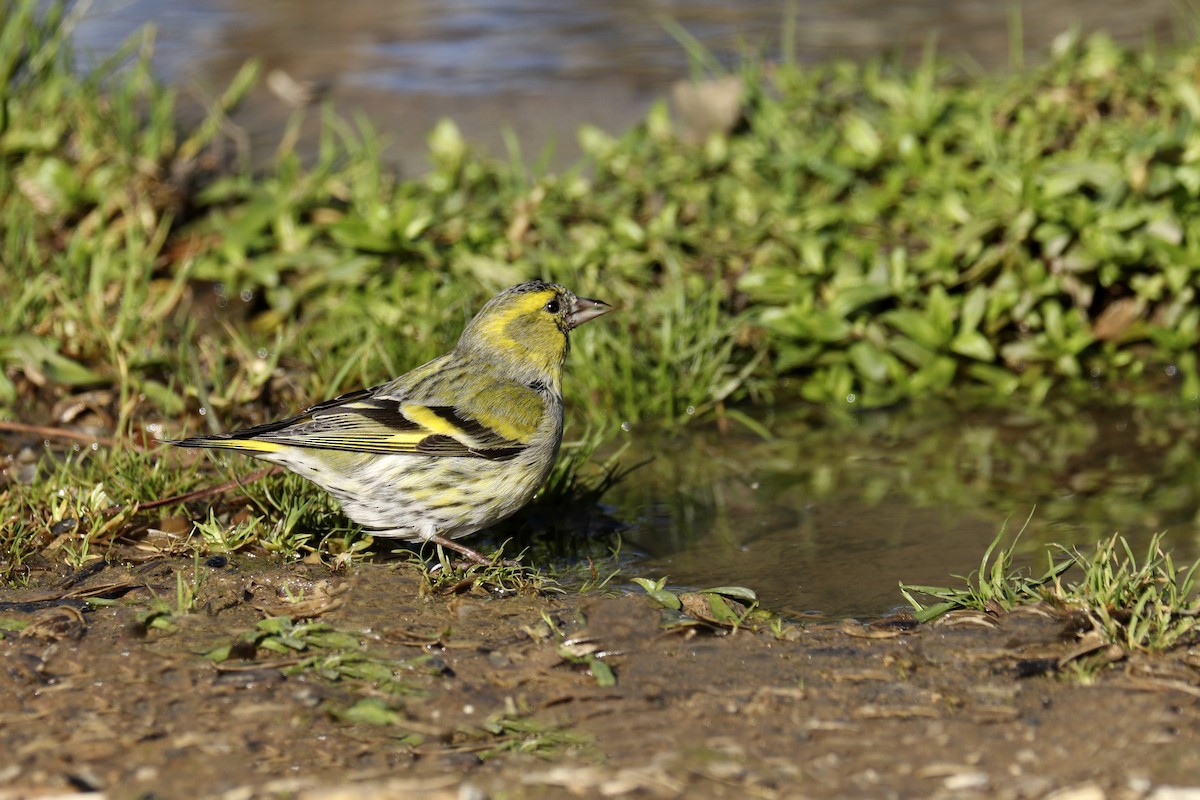 Eurasian Siskin - ML403317591