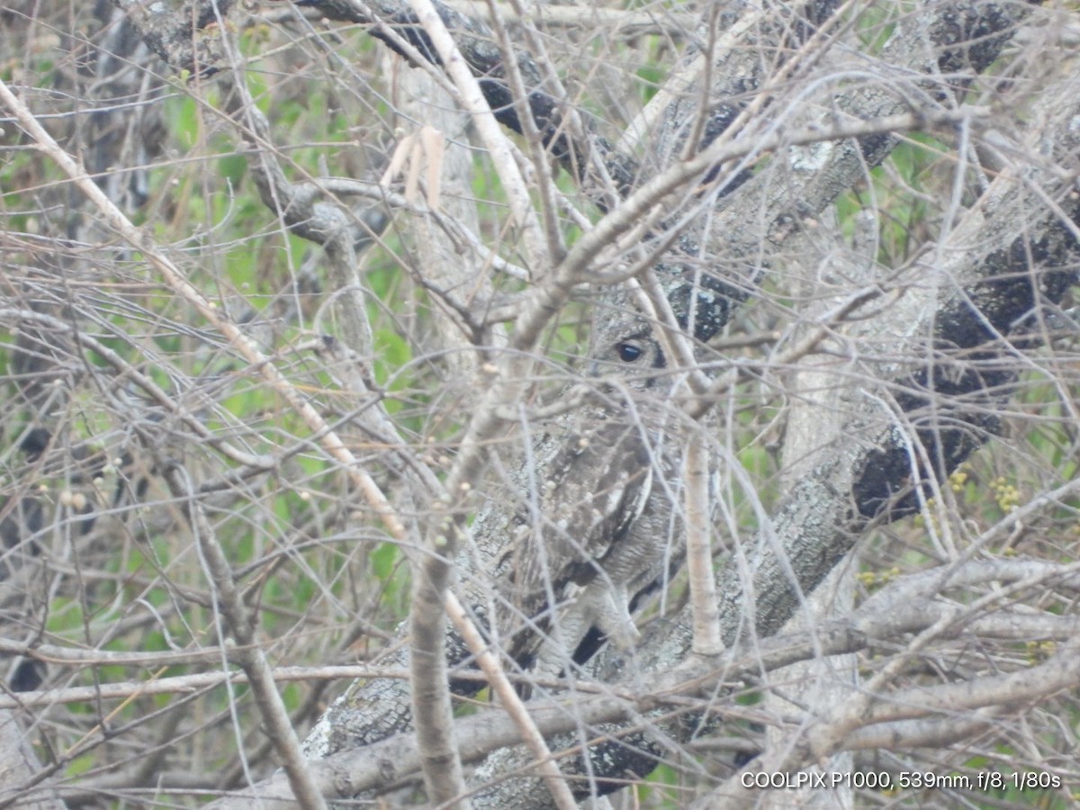 Grayish Eagle-Owl - ML403319361