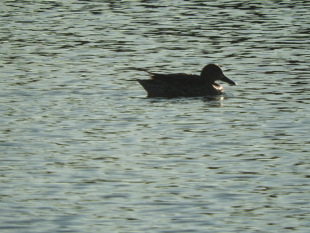 Northern Shoveler - ML403319861