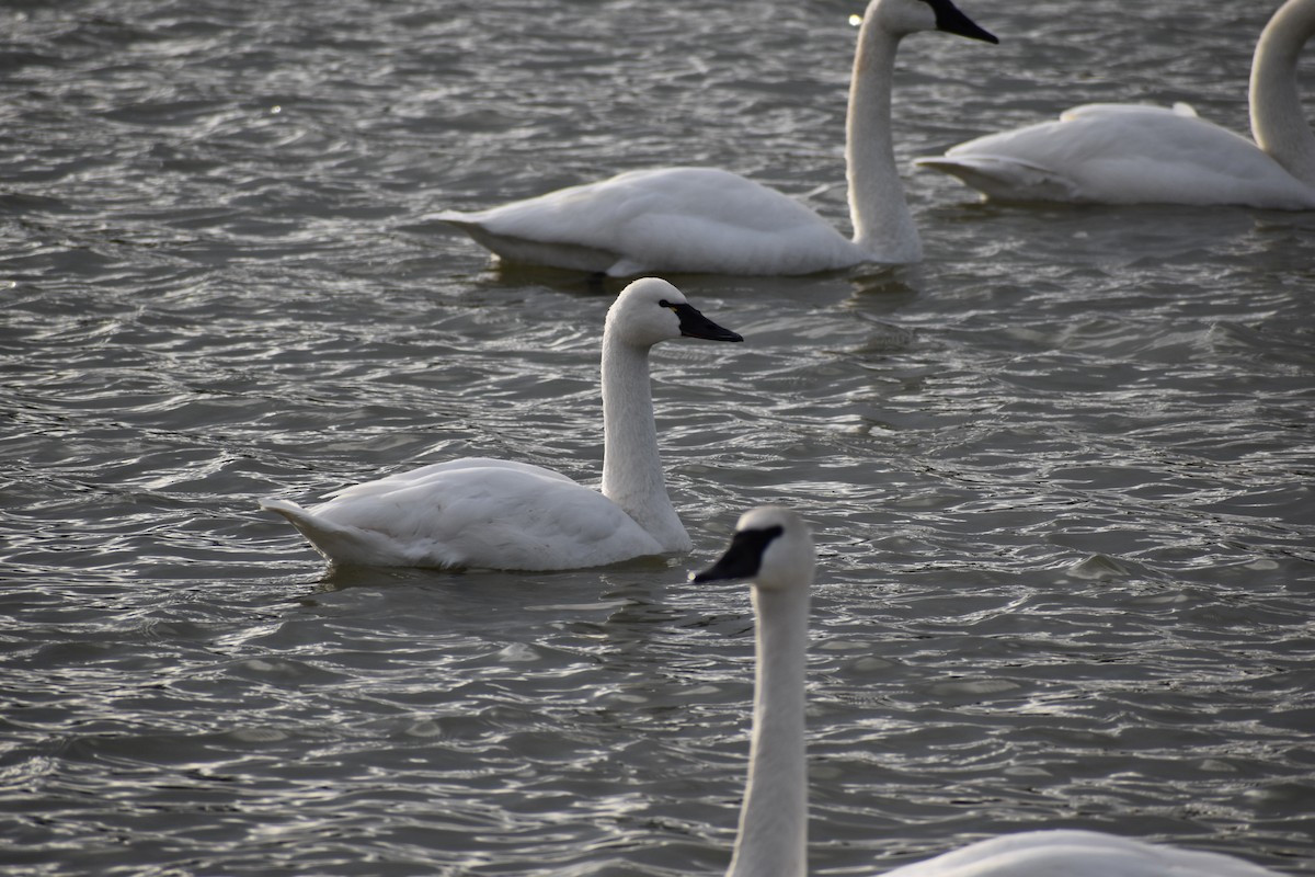 Tundra Swan - Ragan Sutterfield