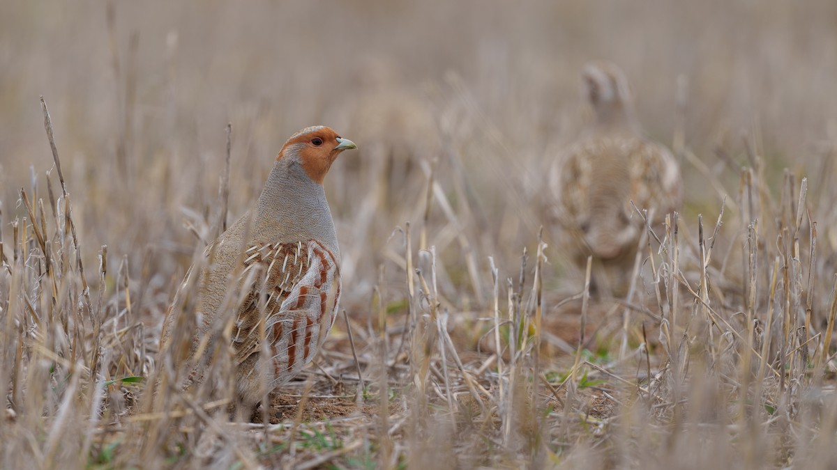 Gray Partridge - ML403321421