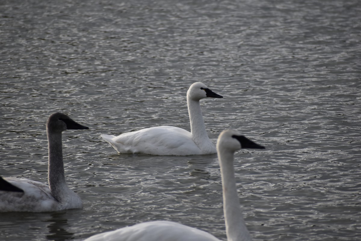 Tundra Swan - Ragan Sutterfield