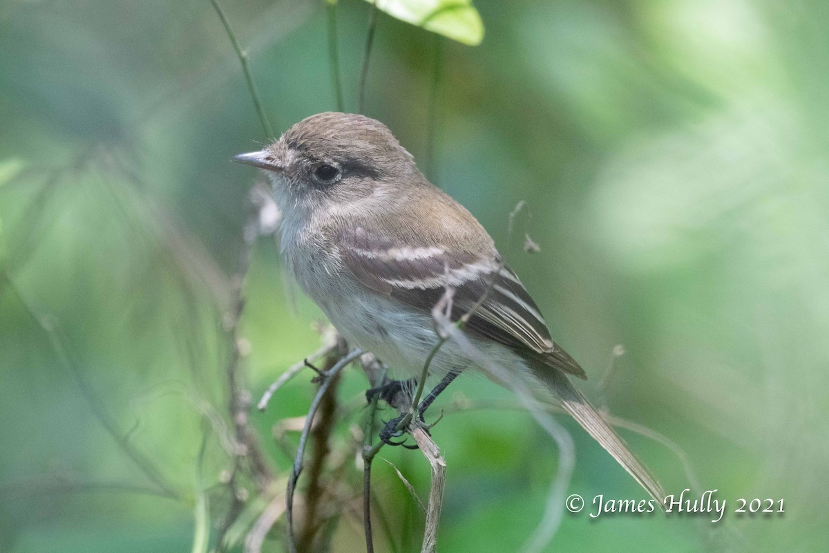 Least Flycatcher - ML403323011