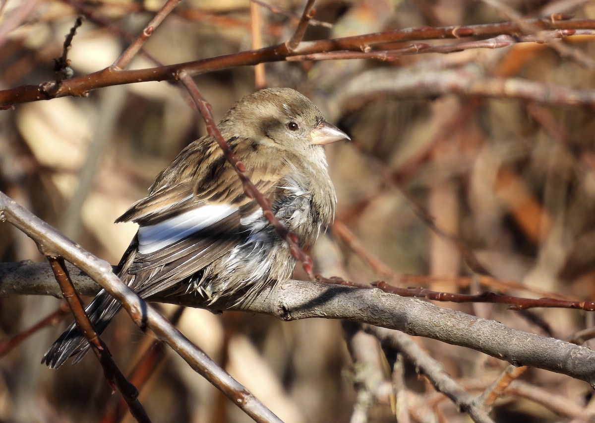 Moineau domestique - ML403323081