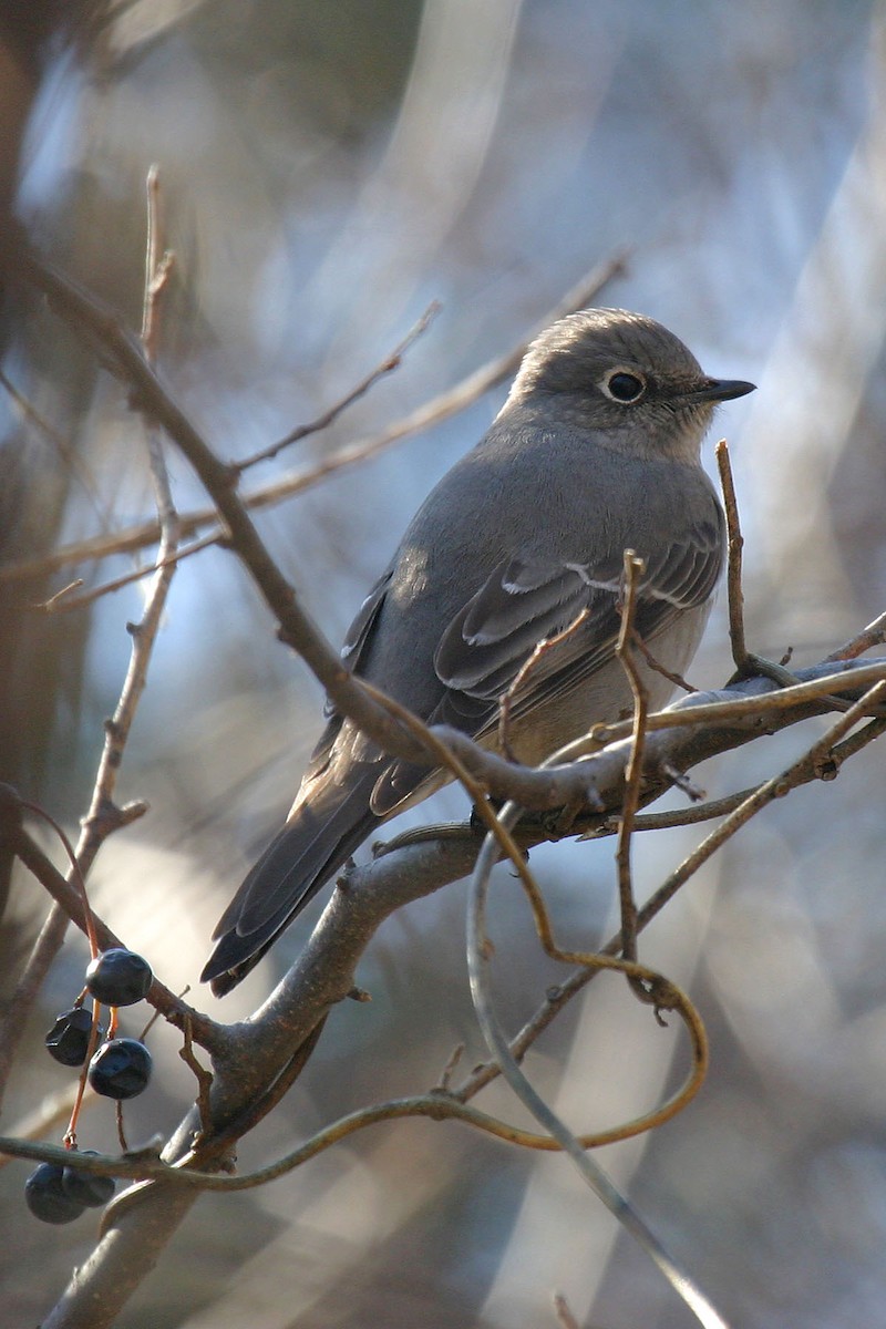 Townsend's Solitaire - Alan Wells