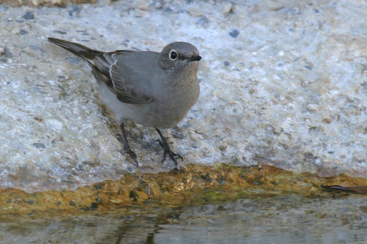 Townsend's Solitaire - Alan Wells