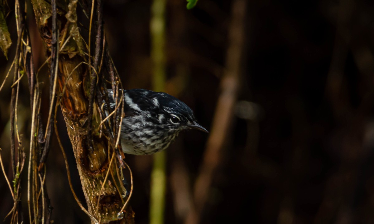 Elfin-woods Warbler - Victor Feliciano